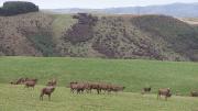 2007-06-02 NZ Purakanui IMG_8860 The farm has deer as well as sheep and cattle�